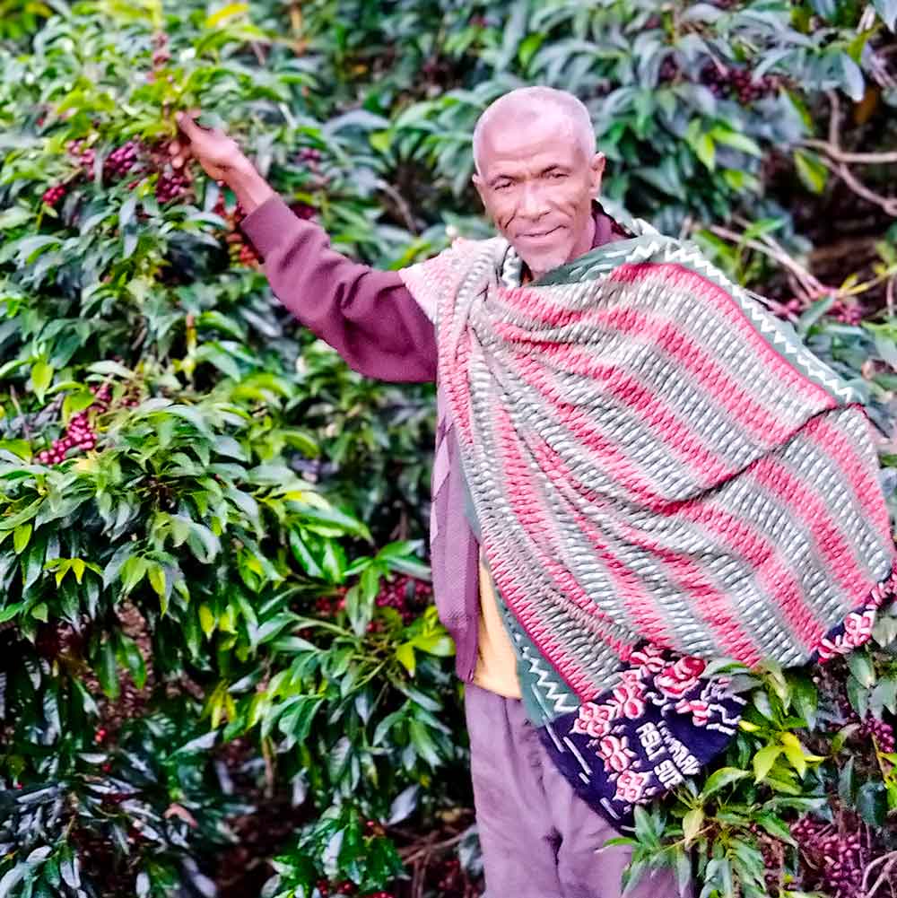 Ethiopian coffee farmer Mr Ocholo, single farmer project