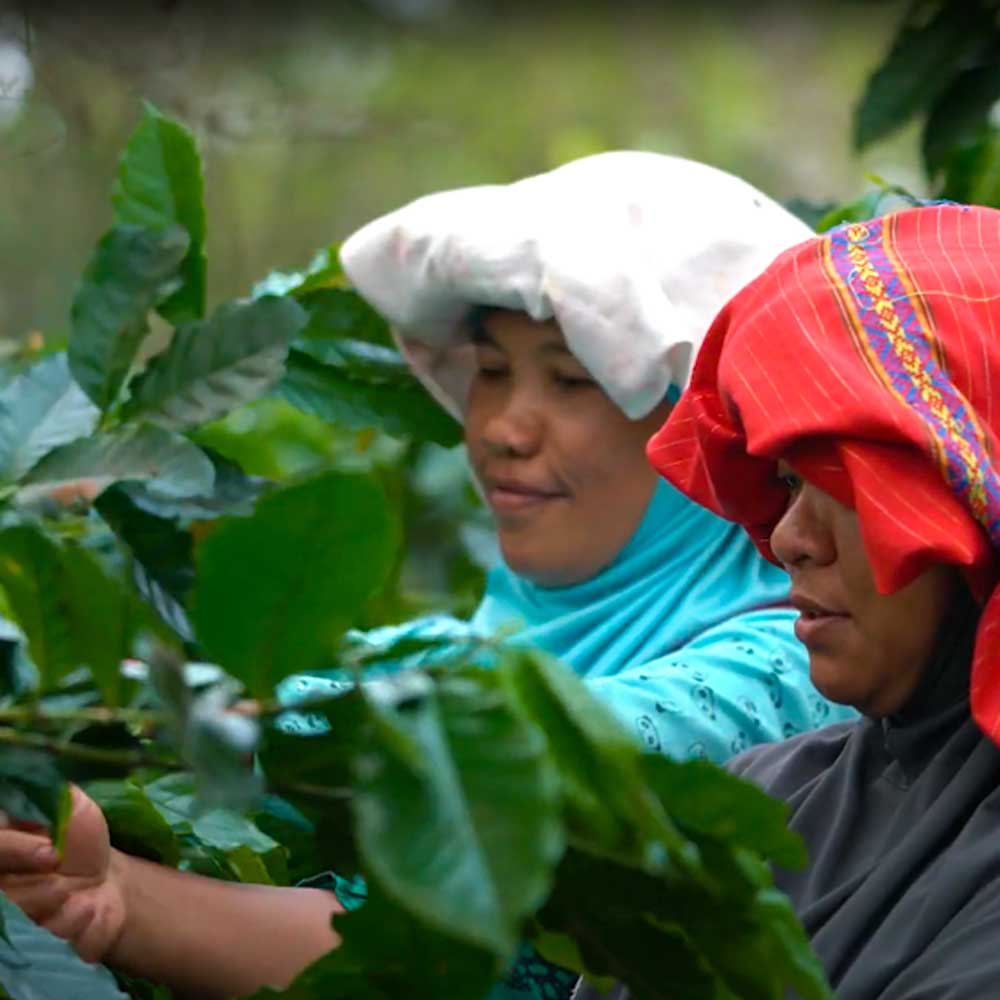 coffee growers in Sumatra