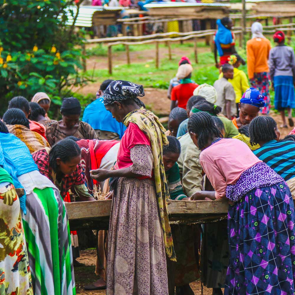 washing station in Ethiopia drying coffee cherries for natural processed coffee